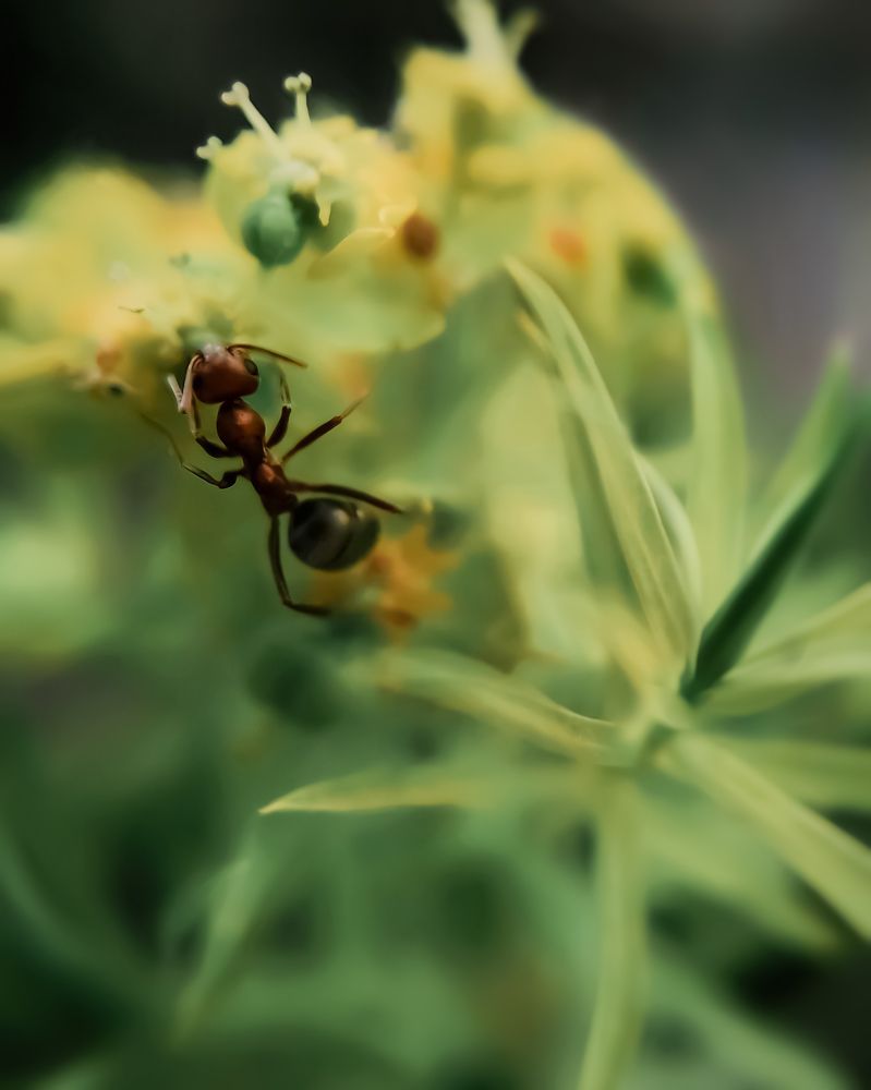 Муравей за работой