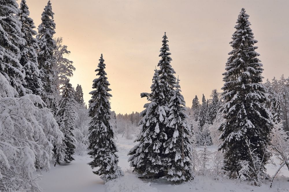 Морозный день.