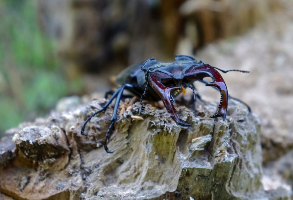 Фотография автора Nepran Vyacheslav