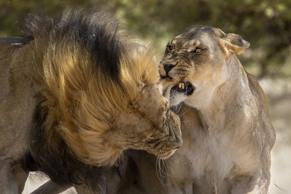 Once bitten twice shy