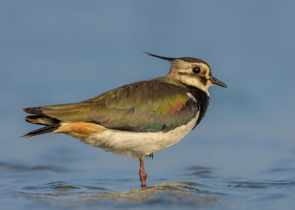 Photograph by Ethan Tanmoy