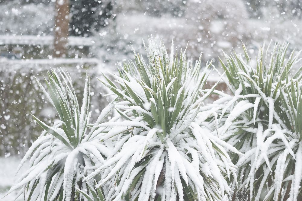 Photograph by Julia Mustard