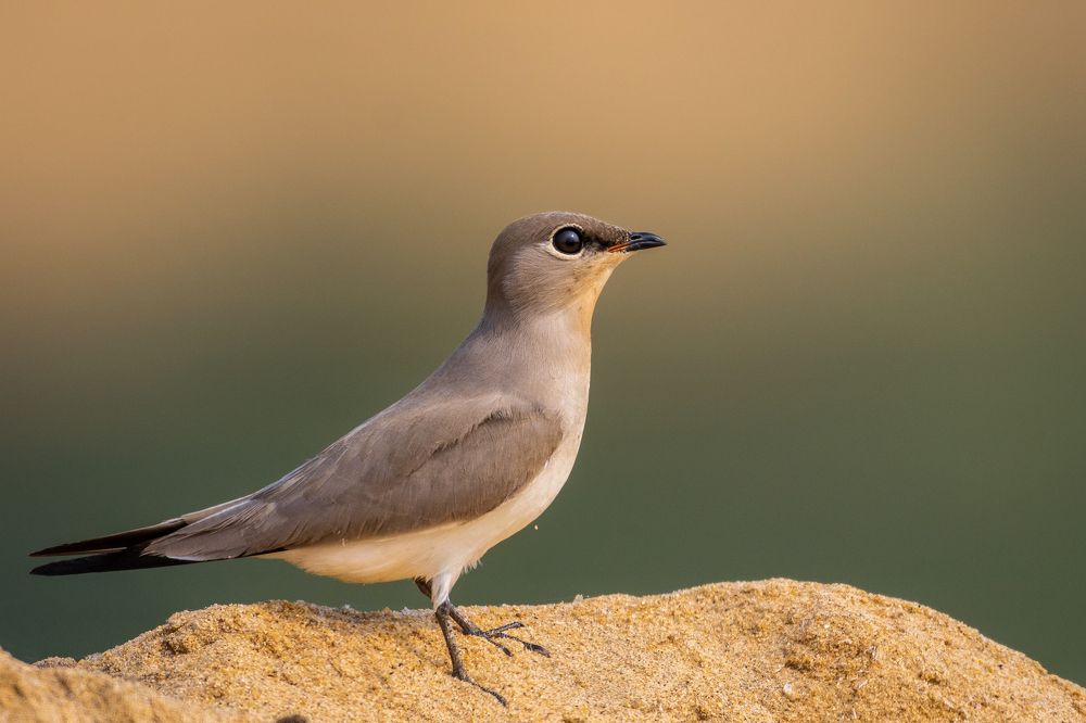 Photograph by Ethan Tanmoy