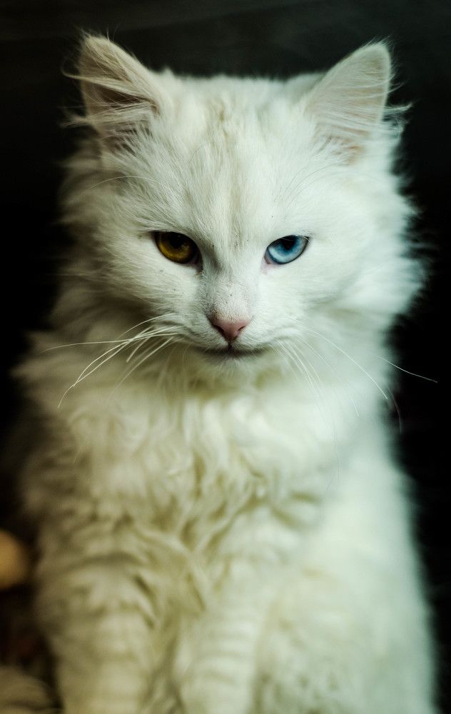 Photograph by Димитар Бирачоски