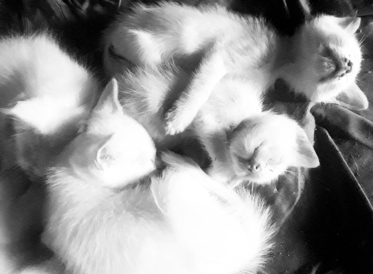 Photo #5592470