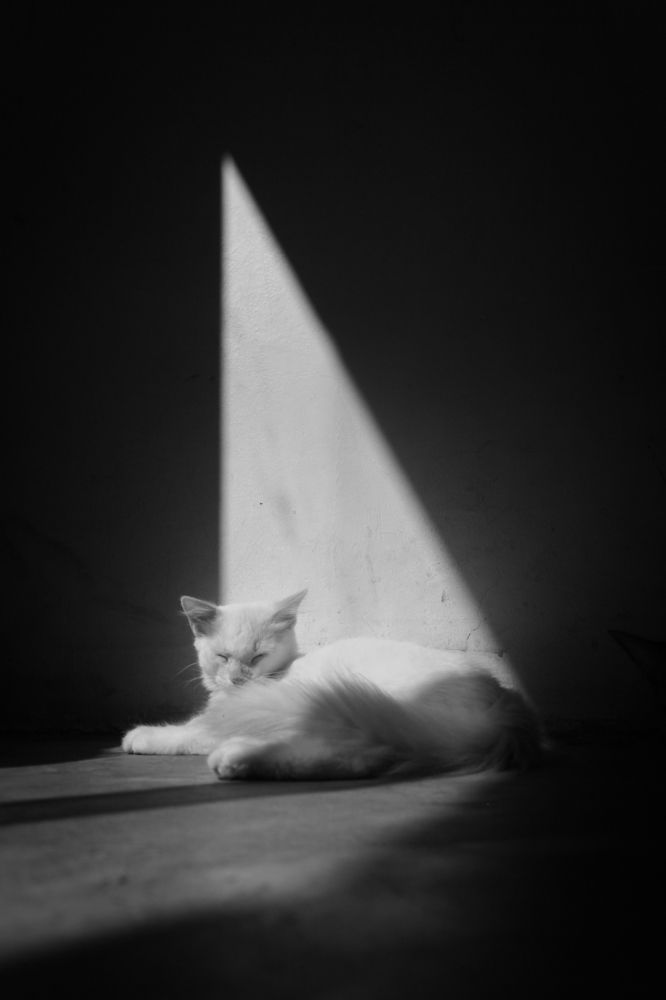 Photo #5592514