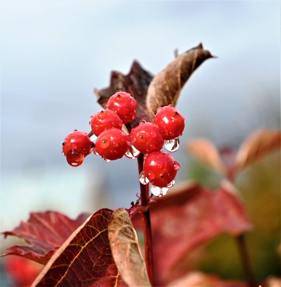 Калина Камчатская