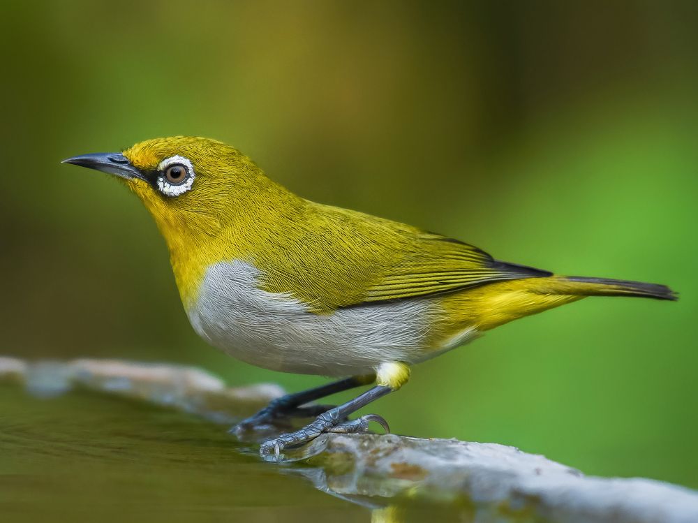 Photograph by Ethan Tanmoy