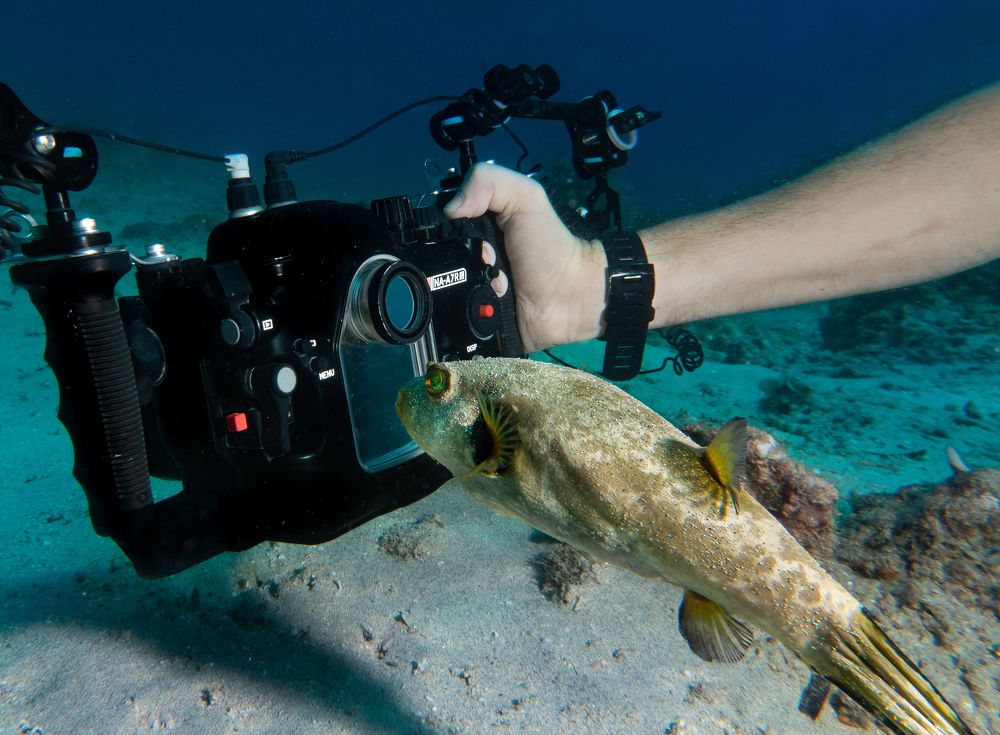 Everyone is a critic