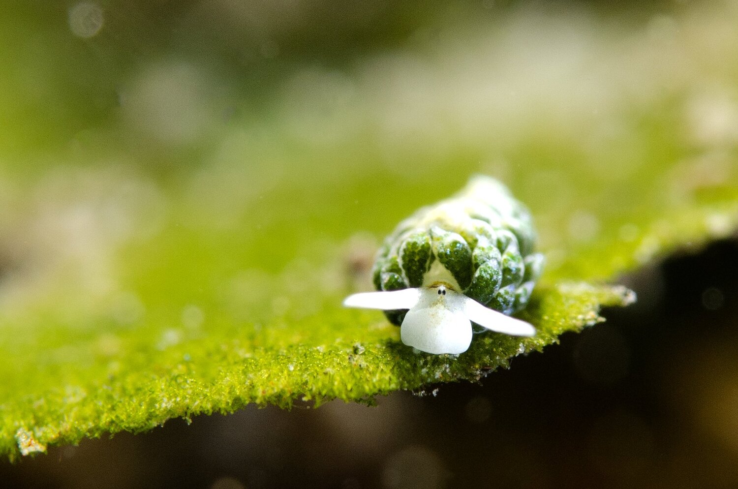 Photo #5592706
