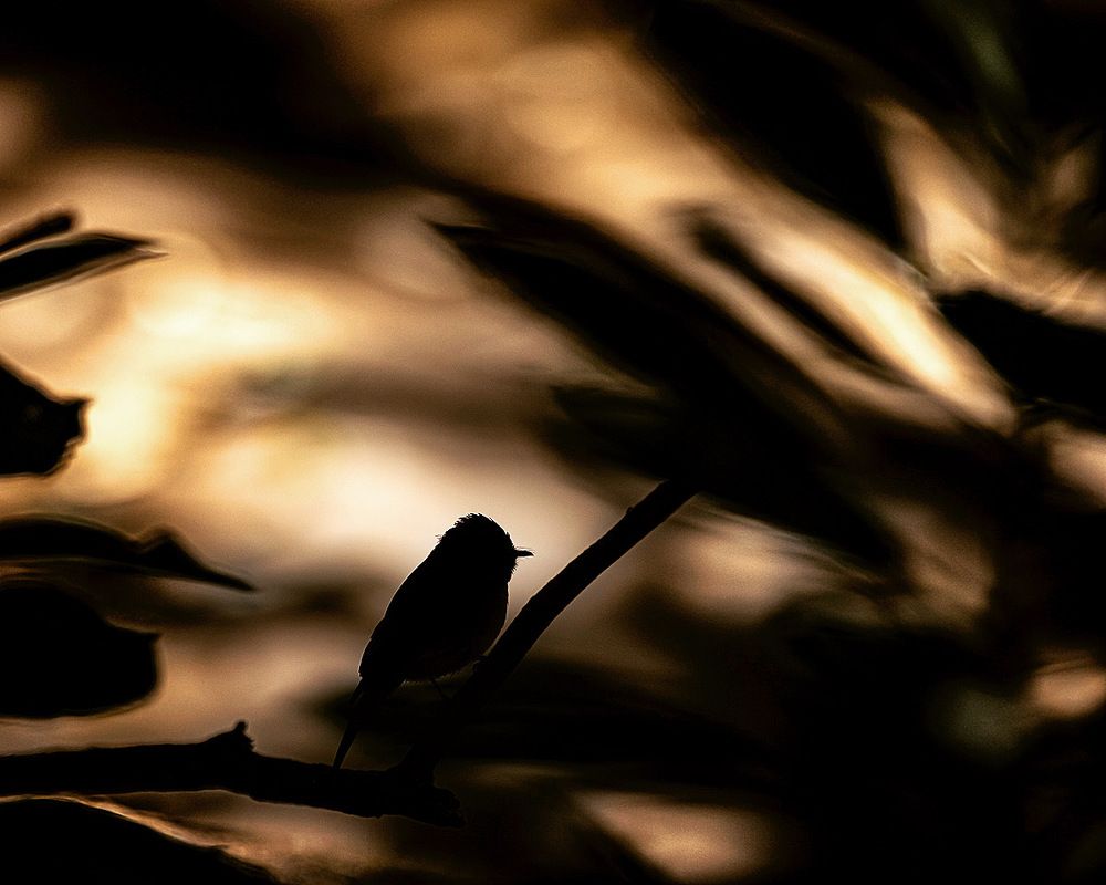 Photograph by Srikanth Santhinathan