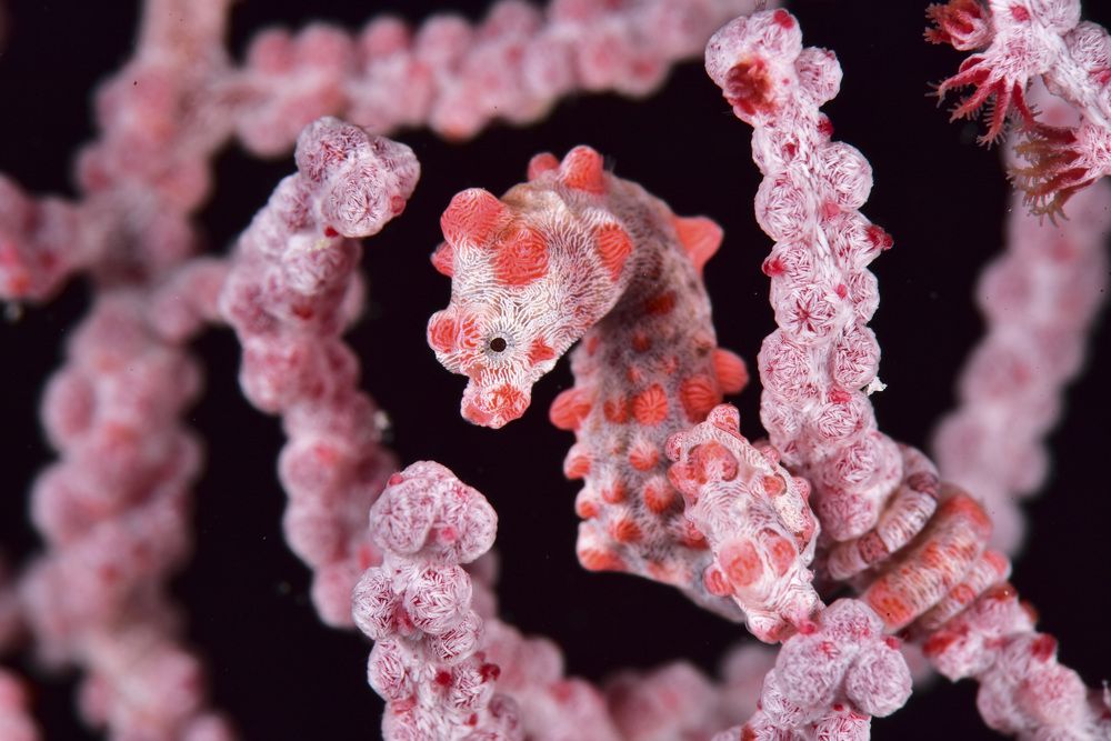 Photograph by Bastien PREUSS