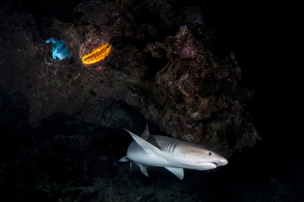 Photograph by Bastien PREUSS