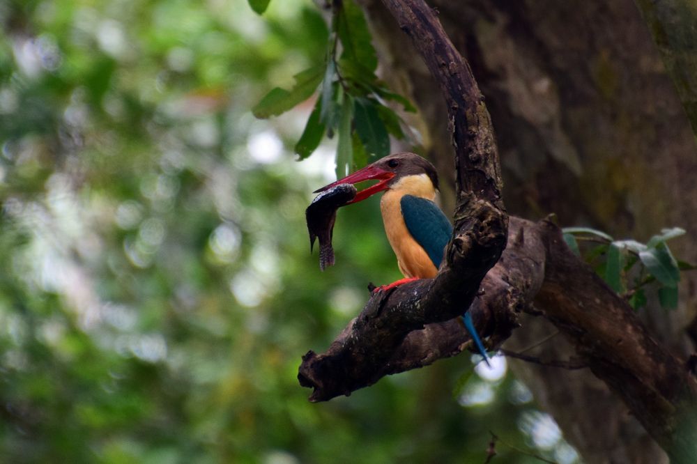 Stork-billed Kingfisher with Big Catch