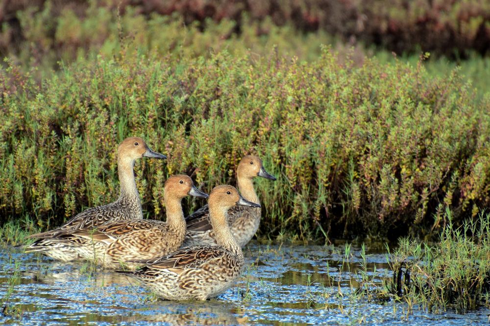 Northern Pintail Duck (Female)