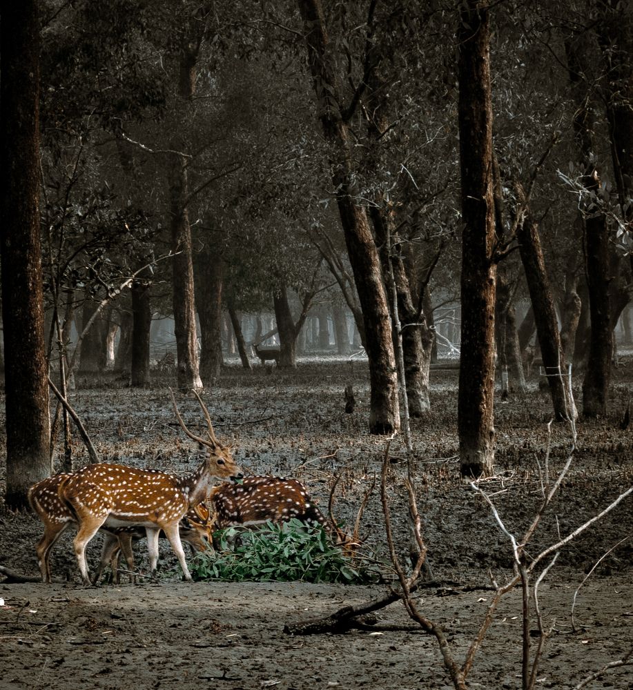 Photograph by Rafid Tahmid