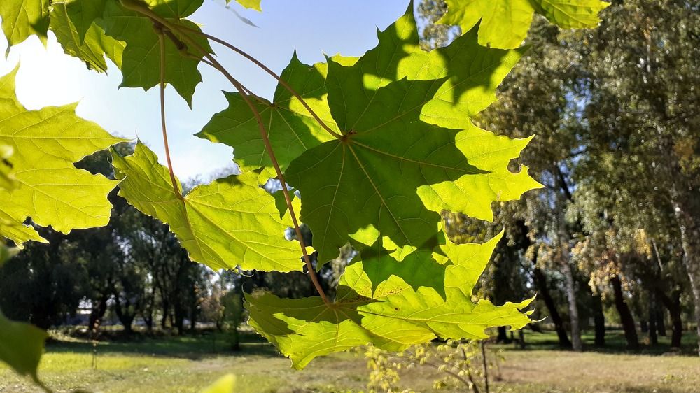 Photograph by Елена Лещева