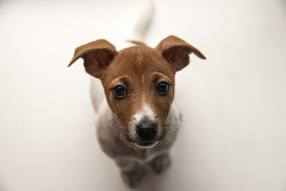 Моя маленькая любовь