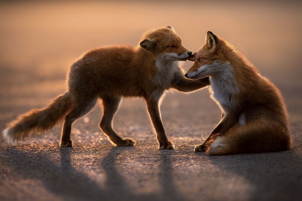 Bonds of foxes
