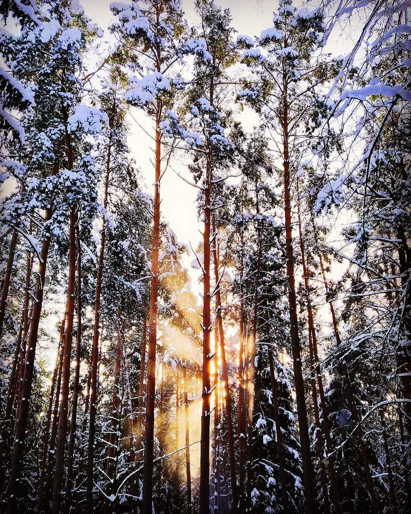 полдень в сосновом лесу