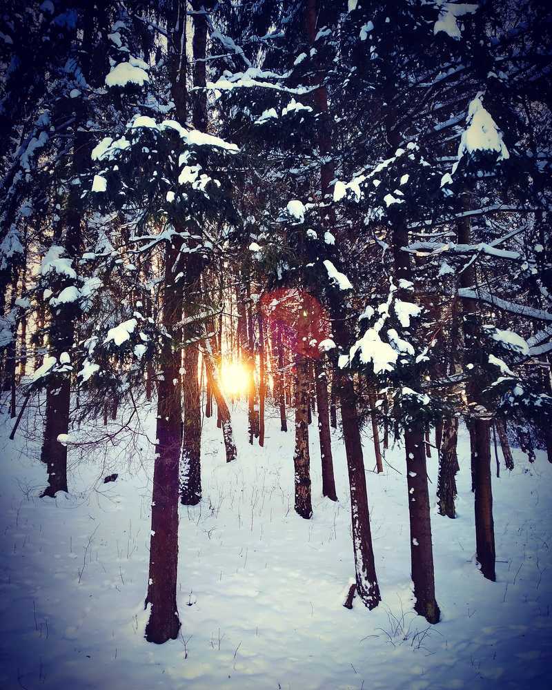 Здесь ночует солнце