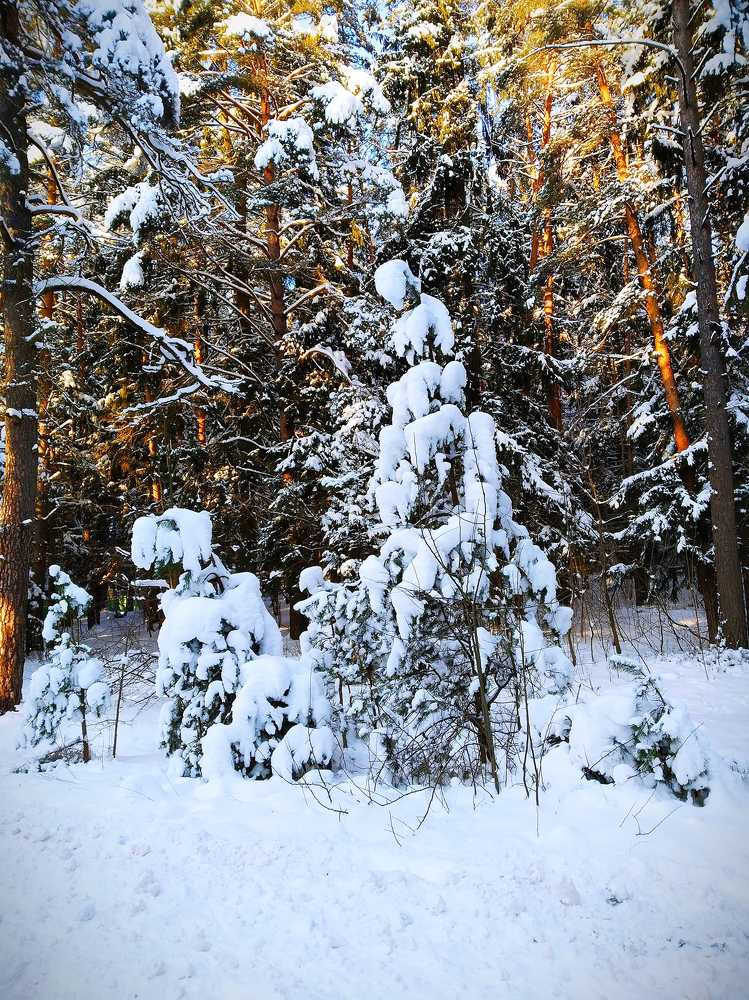 Дама с собачкой Баскервилей