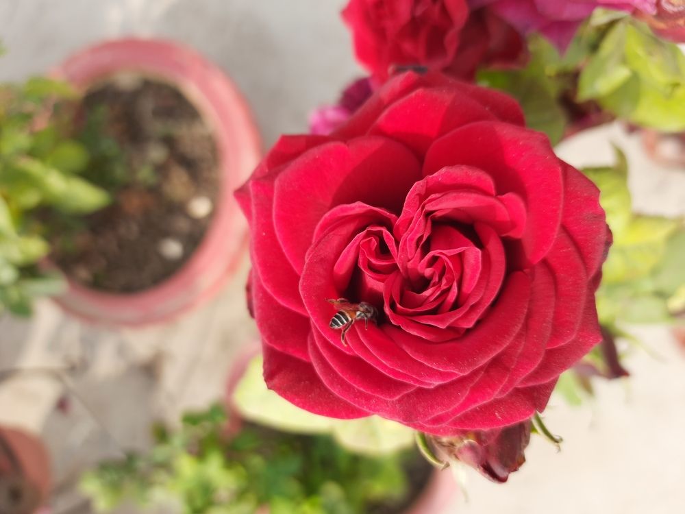Photo #5593827