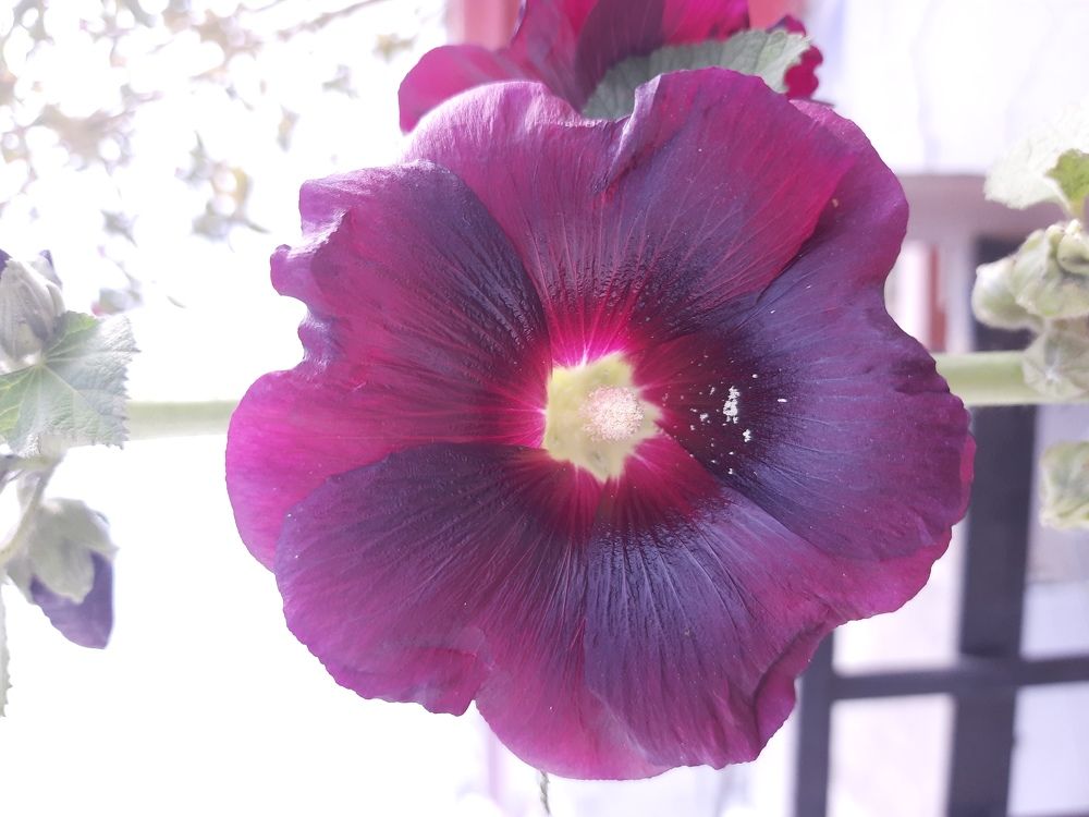 Photo #5593836