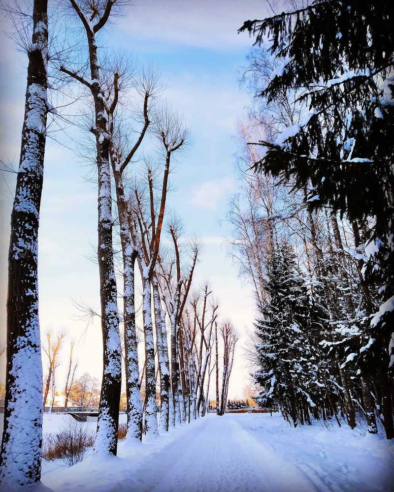 зимняя дорога