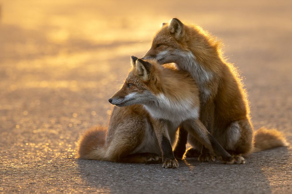 Bonds of foxes