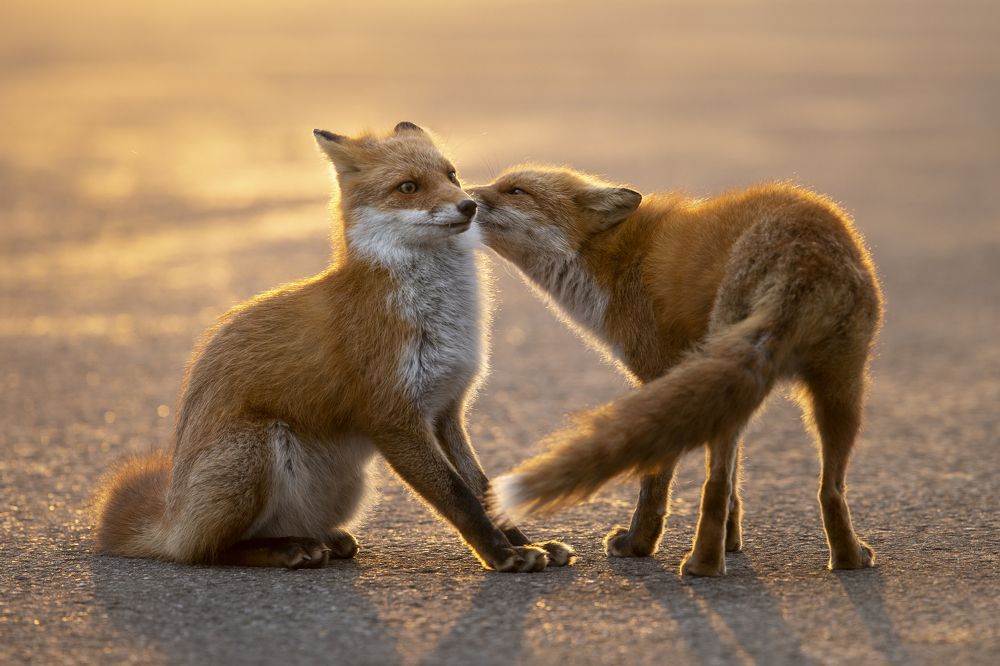 Bonds of foxes