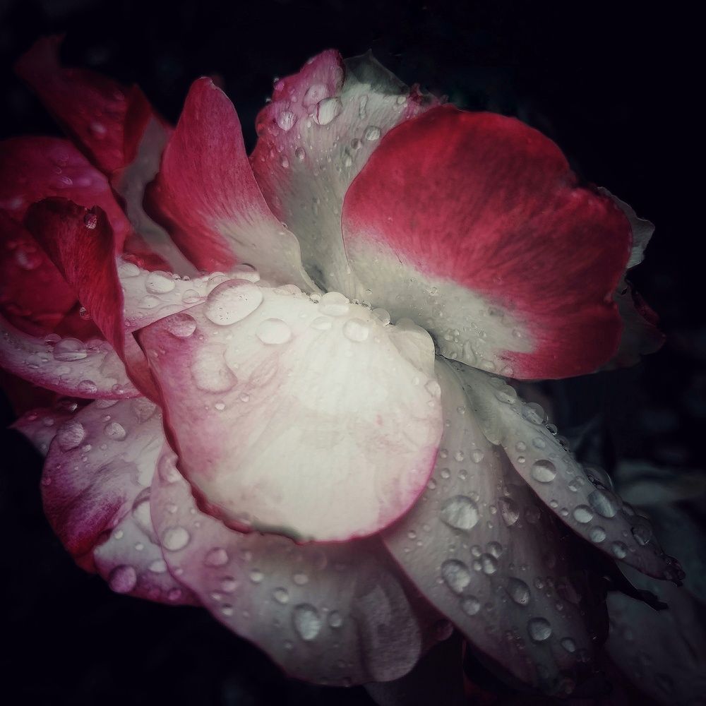 Photo #5594119