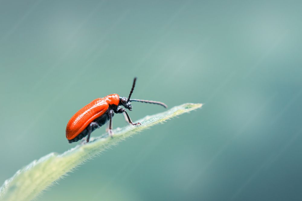 Photograph by Марина Хилько