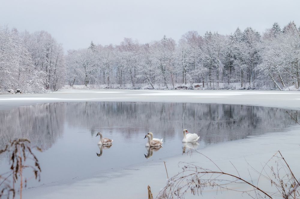 Зимняя сказка