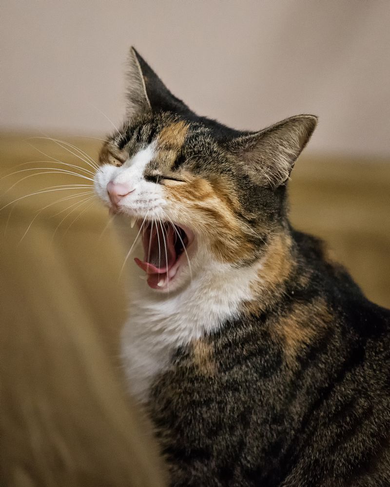 Photograph by Валентин Кольцов