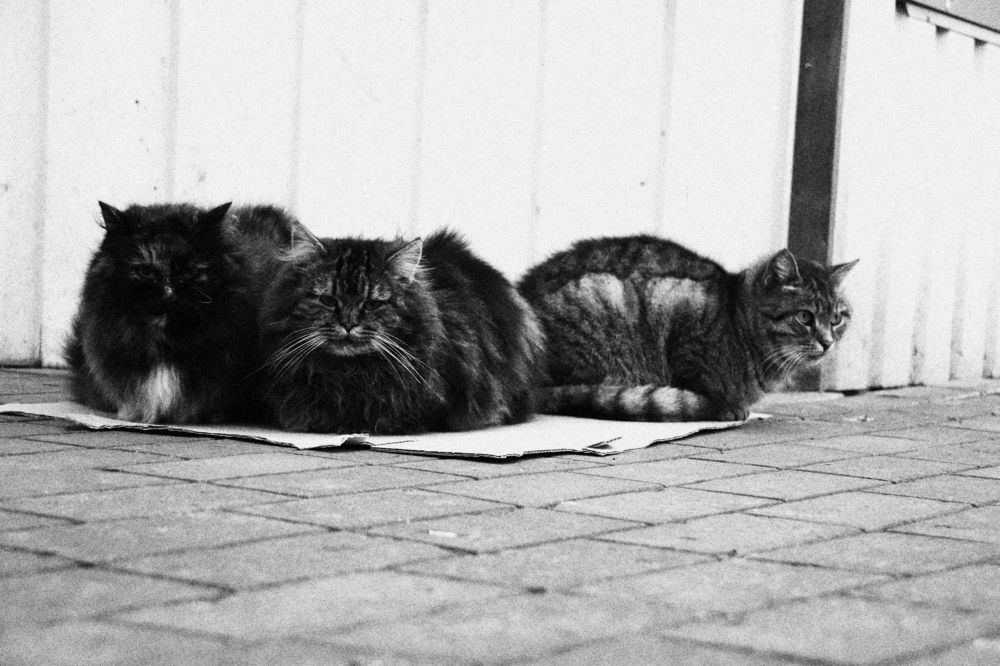 Черно-белая призма