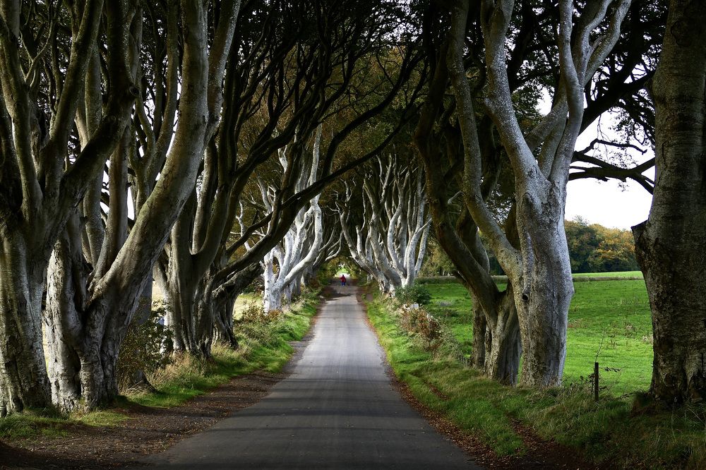 The Dark Hedges