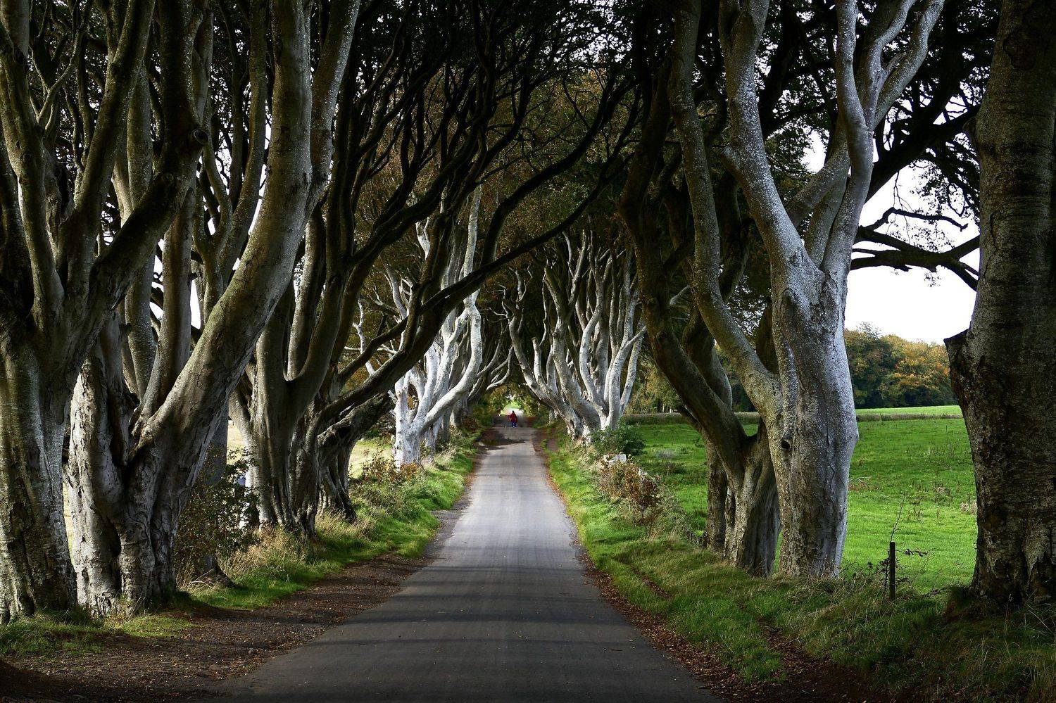 The Dark Hedges