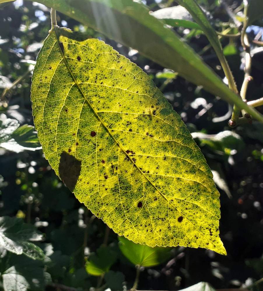 Photograph by Елена Лещева