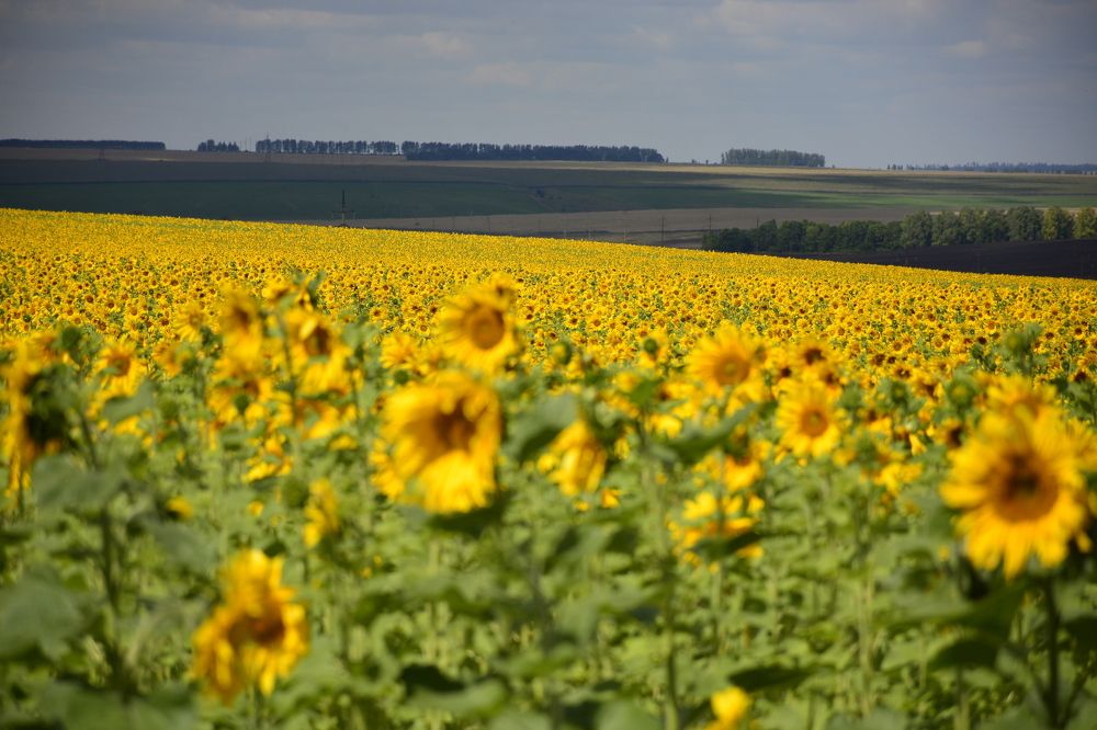 Пейзажи Мордовского края.