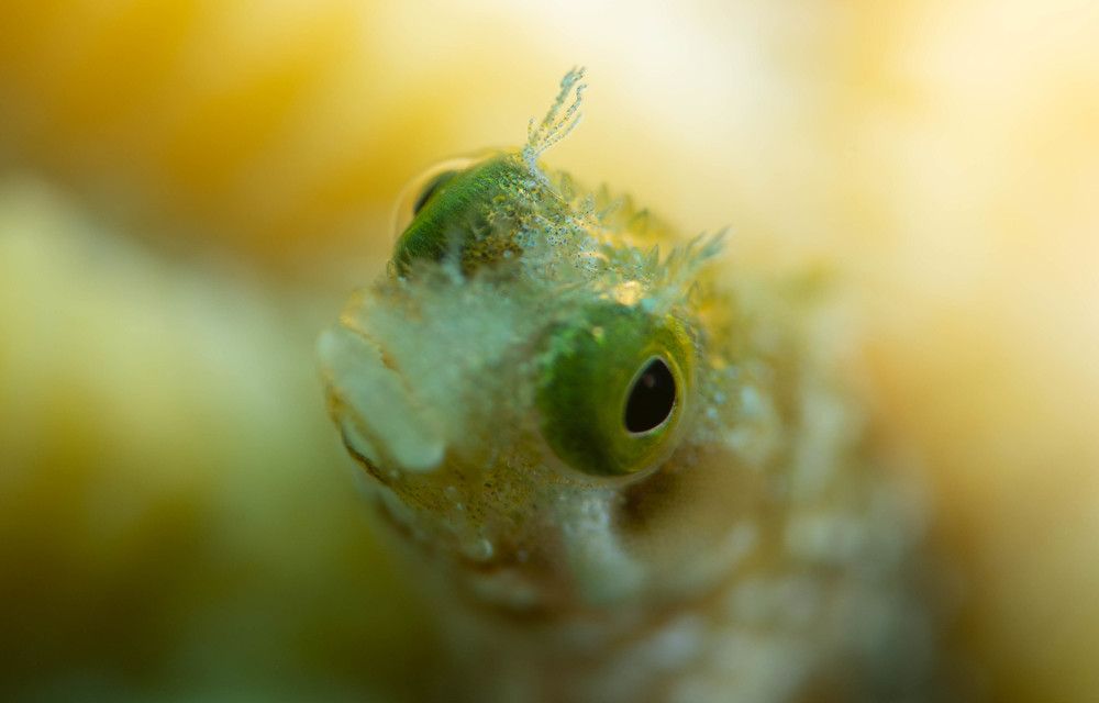 Photograph by Guido Wouters