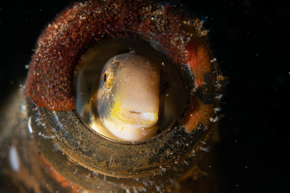 Photograph by Guido Wouters