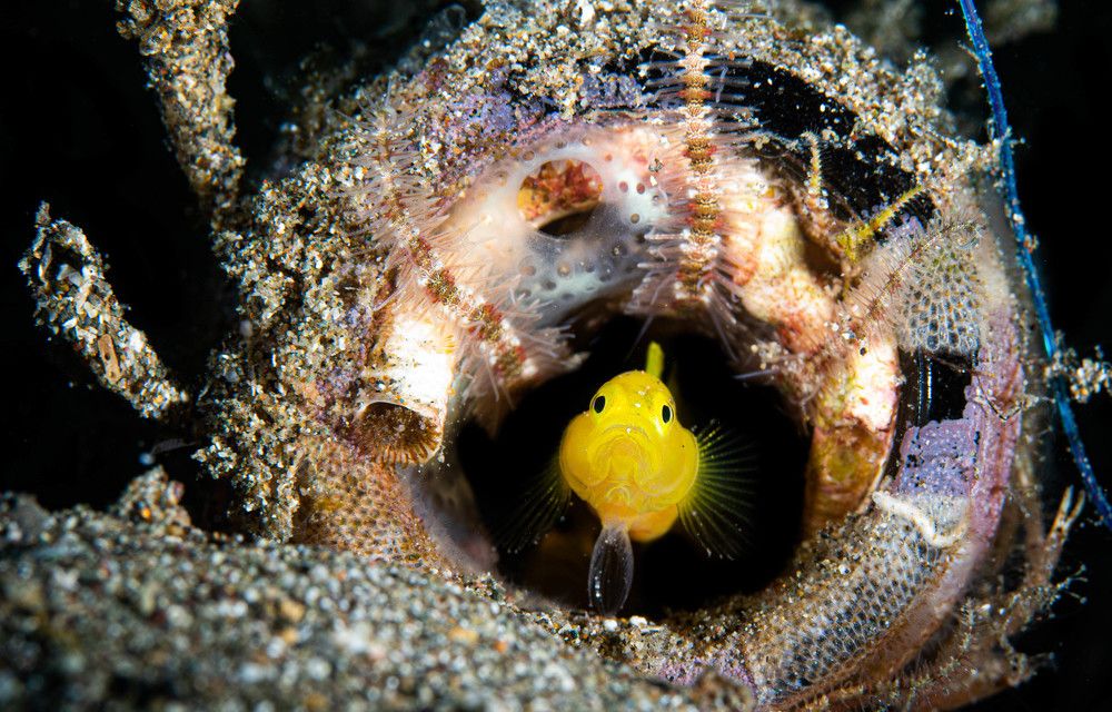 Photograph by Guido Wouters