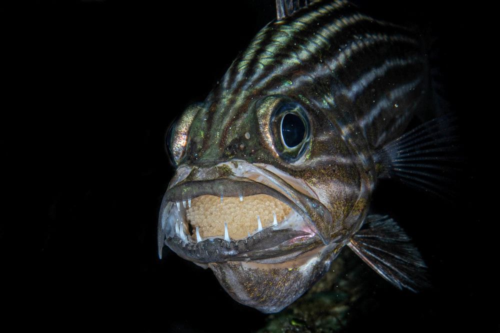 beautiful underwater world of bonaire