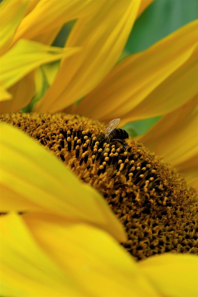 Photograph by Наталья Кошелева