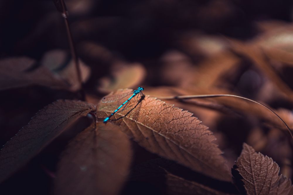 Иной мир с иным цветовым пространством.