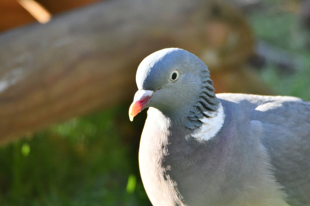 grab from the garden