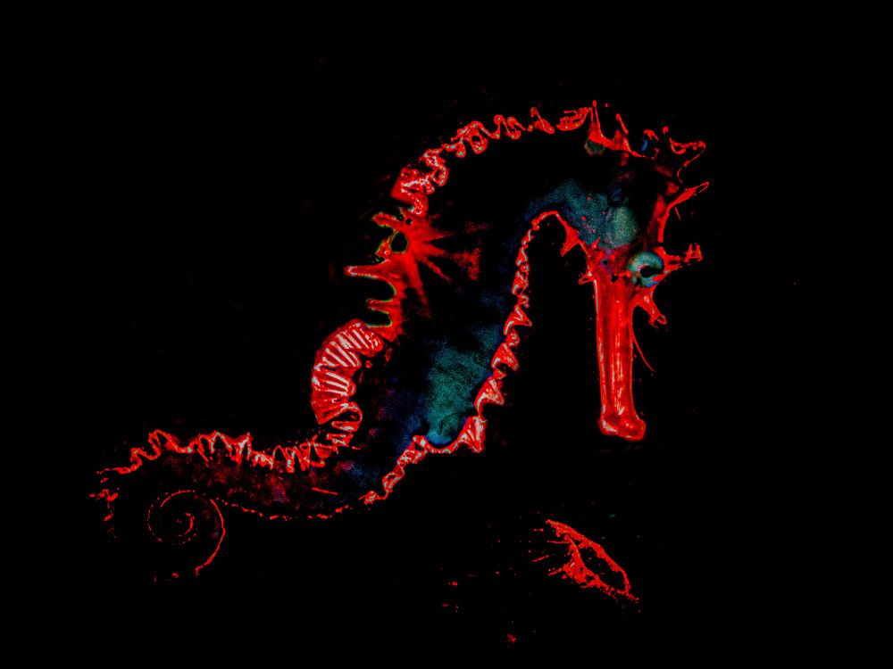 Photograph by Guido Wouters