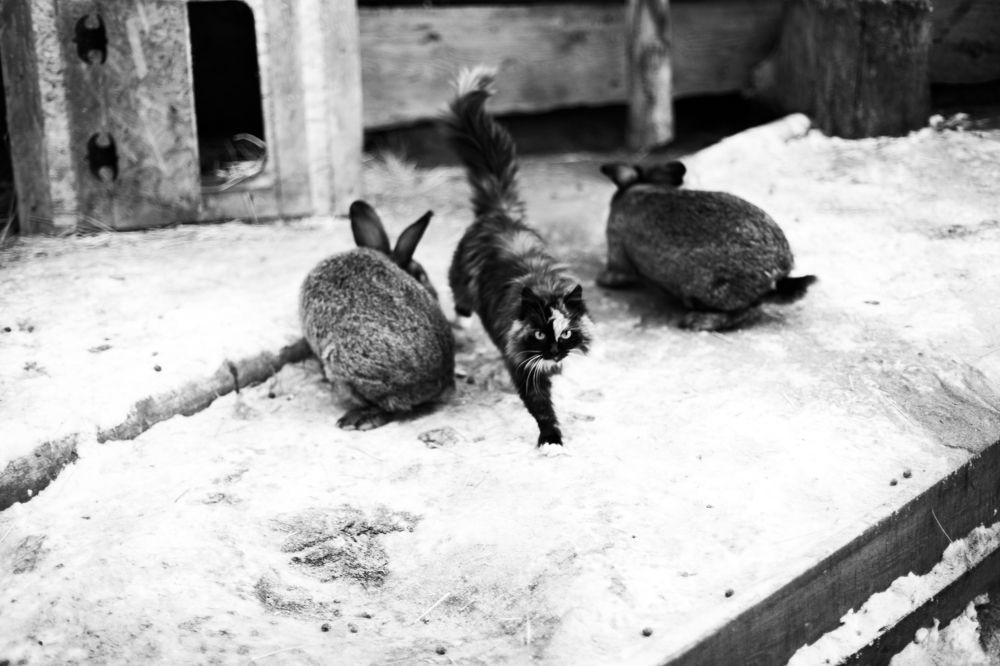 Photograph by Елена Балыкова