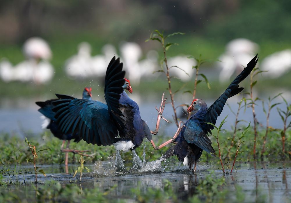 Clash of Purple Swamp-hens
